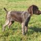 German pointer