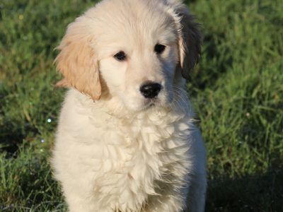Golden Retrievers in Tullamore – IKC Registered