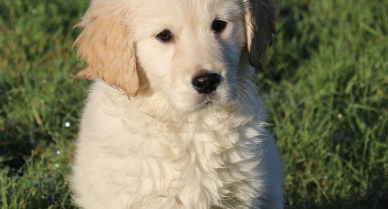 Show quality IKC Registered Golden Retriever