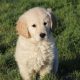 Show quality IKC Registered Golden Retriever