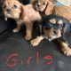 Beautiful purebred Cavalier King Charles pups