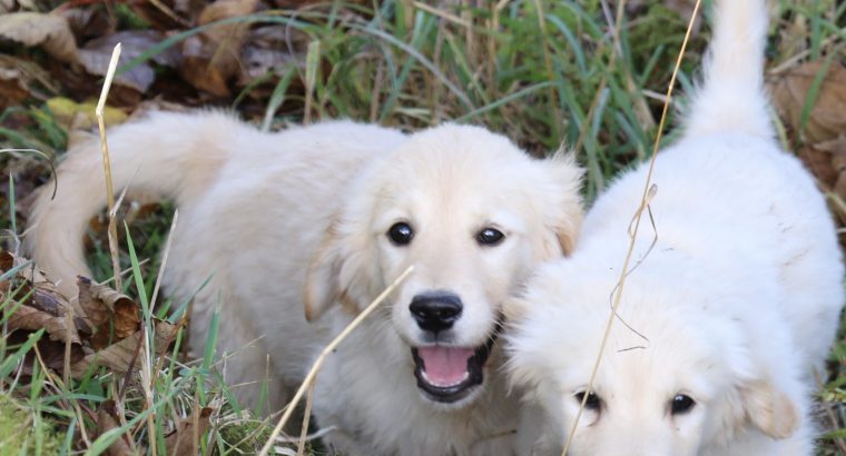 Show quality IKC Registered Golden Retriever