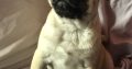 Champion ikc Reg pug pups