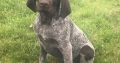 German pointer