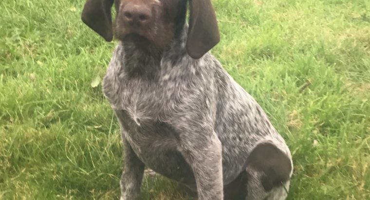 German pointer