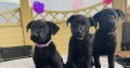 Labrador puppies in meath