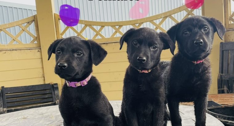 Labrador puppies in meath