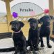 Labrador puppies in meath