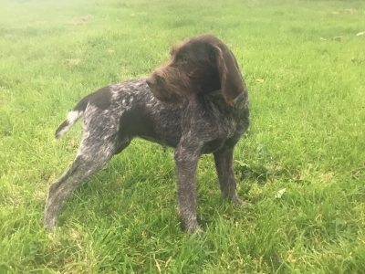 German Pointers in Navan – Last Pup Available!