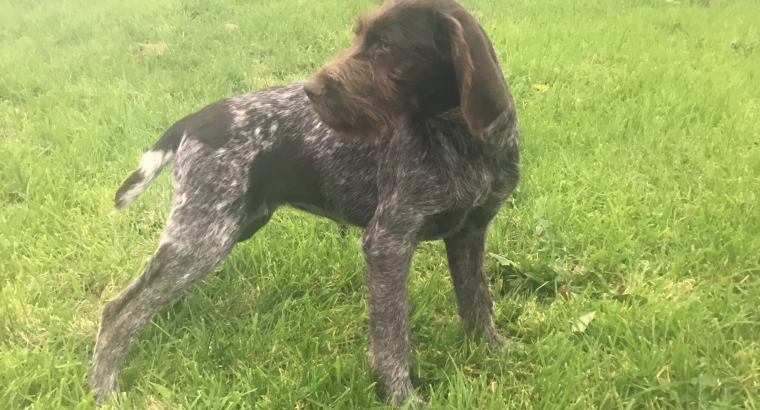 German pointer