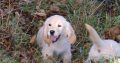 Show quality IKC Registered Golden Retriever