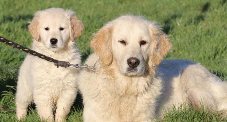 Show quality IKC Registered Golden Retriever