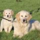 Show quality IKC Registered Golden Retriever