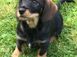 Wire haired dachshund cross border terrier