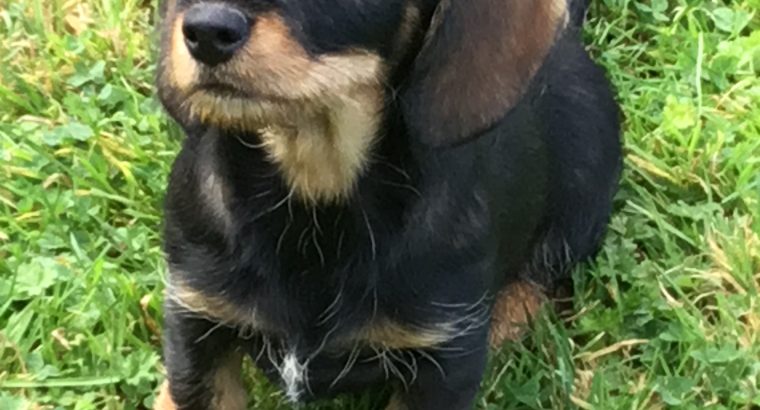 Wire haired dachshund cross border terrier