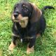 Wire haired dachshund cross border terrier