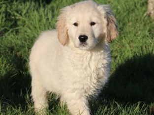 Show quality IKC Registered Golden Retriever