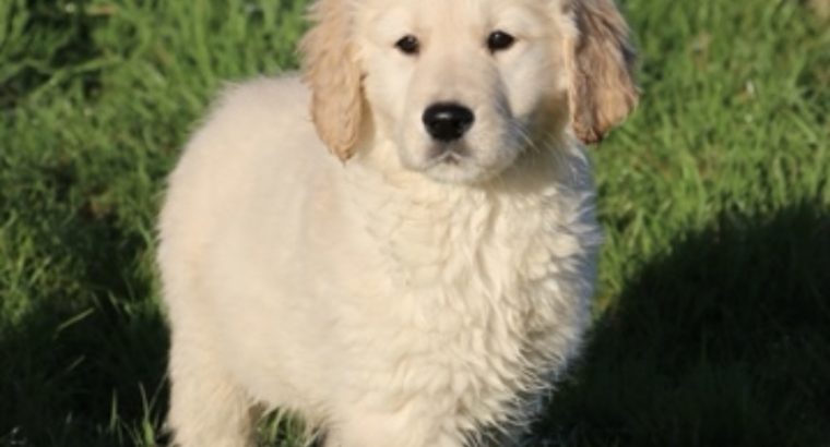 Show quality IKC Registered Golden Retriever