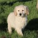 Show quality IKC Registered Golden Retriever