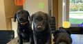 Labrador puppies in meath