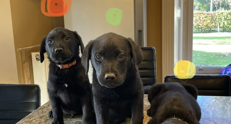 Labrador puppies in meath