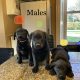 Labrador puppies in meath