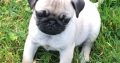 Ikc Reg pug pups