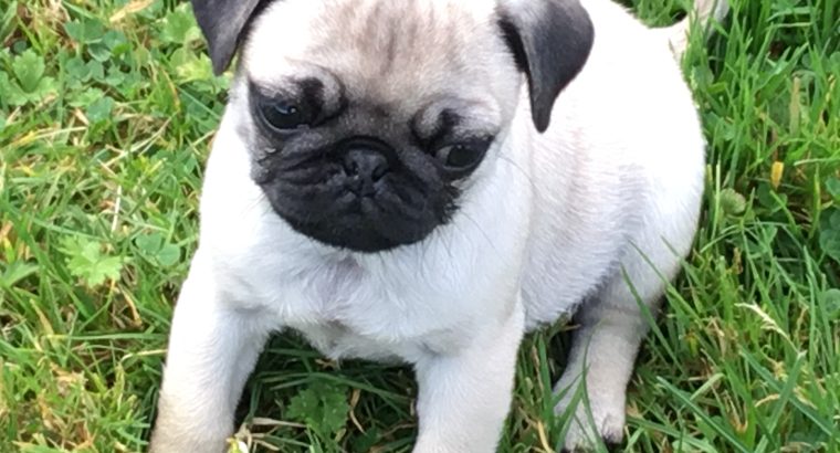 Ikc Reg pug pups