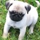 Ikc Reg pug pups