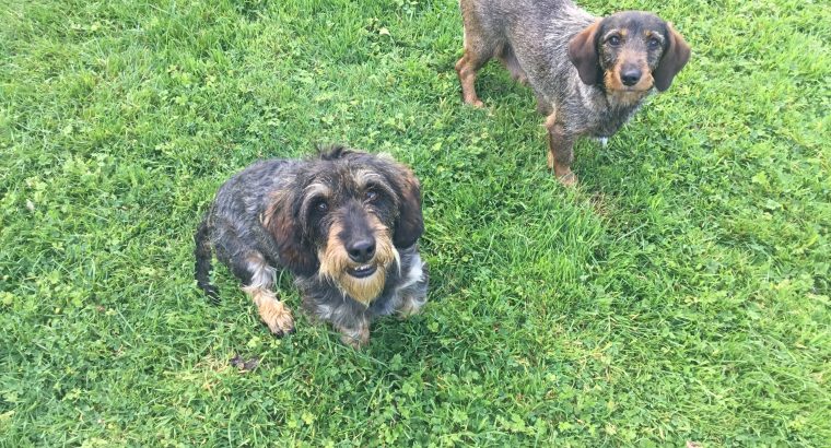 Wire haired dachshund cross border terrier