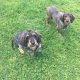 Wire haired dachshund cross border terrier