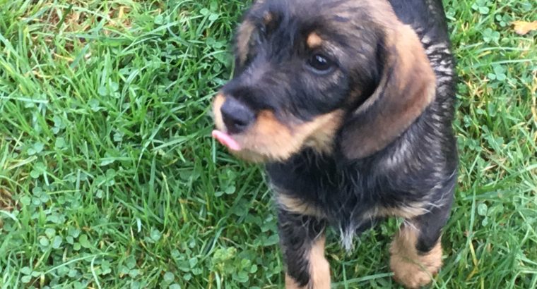 Wire haired dachshund cross border terrier