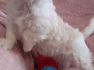 Beautiful cavachon puppy