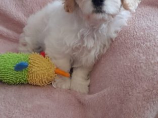 Beautiful cavachon puppy