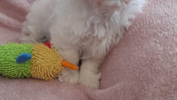 Beautiful cavachon puppy