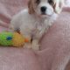 Beautiful cavachon puppy