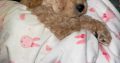 Beautiful 10 Week Old Cavapoo Puppy