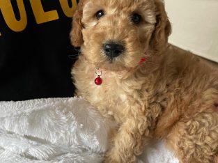 Beautiful 10 Week Old Cavapoo Puppy