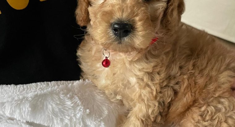 Beautiful 10 Week Old Cavapoo Puppy