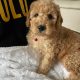 Beautiful 10 Week Old Cavapoo Puppy