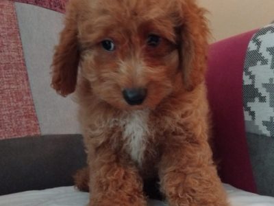 Playful Cockapoo Puppies in Carrigallen