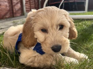 Cockapoo puppy