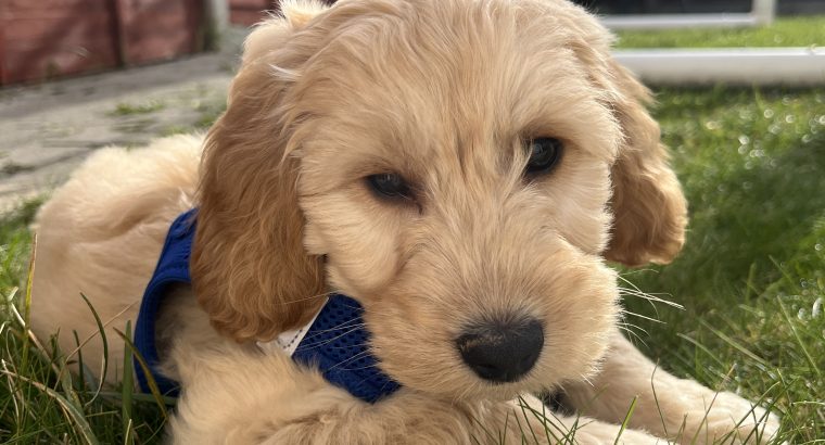 Cockapoo puppy