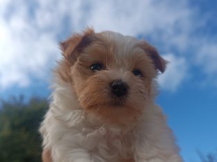 Golddust Yorkshire Terrier