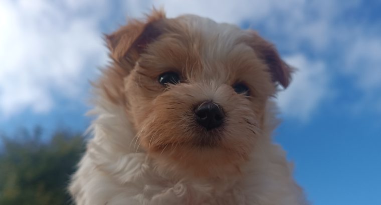 Golddust Yorkshire Terrier