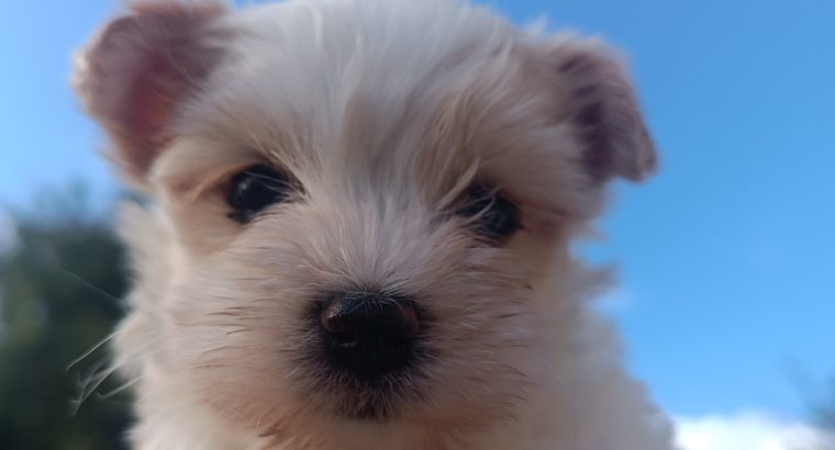 Golddust Yorkshire Terrier