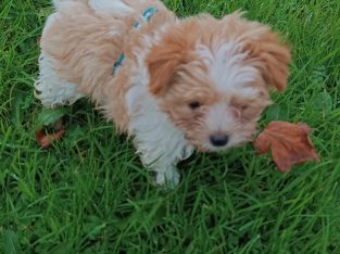 Golddust Yorkshire Terrier