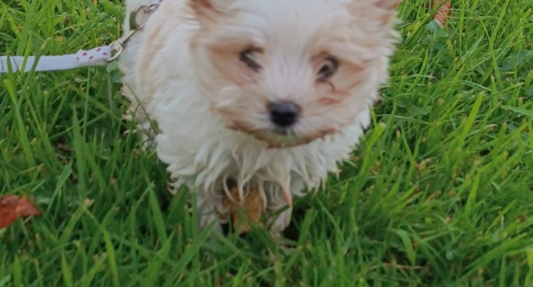 Golddust Yorkshire Terrier