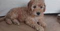 Beautiful 10 Week Old Cavapoo Puppy