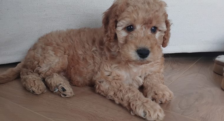 Beautiful 10 Week Old Cavapoo Puppy